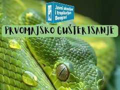 Првомајско гуштерисање