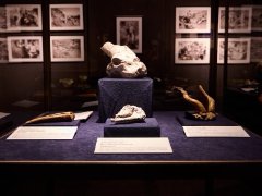 Fosilorama i Mineralis